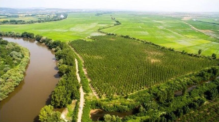 Meri&ccedil; Nehri Sınırı Kavaklarla Korunuyor