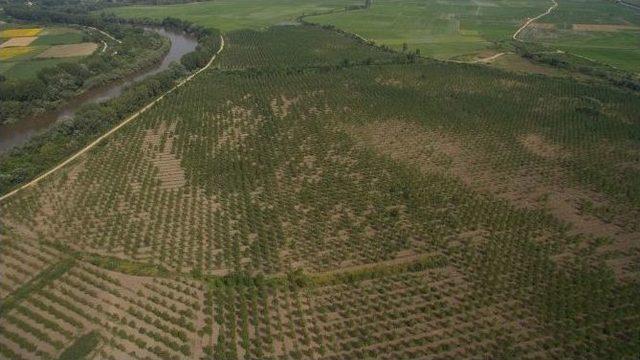 Meriç Nehri Sınırı Kavaklarla Korunuyor