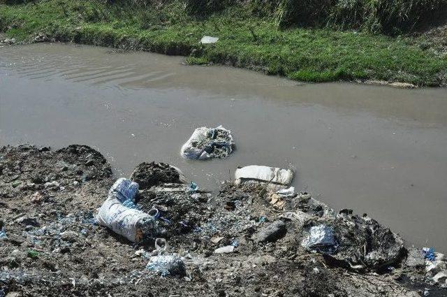 Tarsus Sahilindeki Balık Ölümleri Araştırılıyor