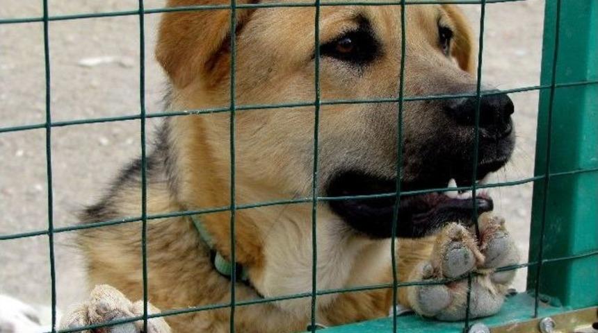 &Ccedil;esal&rsquo;dan Sokak Hayvanları İ&ccedil;in Uyarı