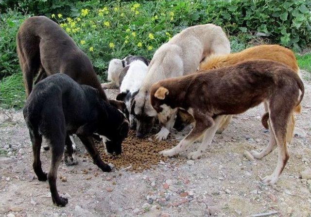 &Ccedil;esal&rsquo;dan Sokak Hayvanları İ&ccedil;in Uyarı 1