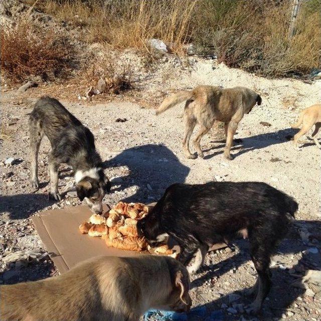 &Ccedil;esal&rsquo;dan Sokak Hayvanları İ&ccedil;in Uyarı 3