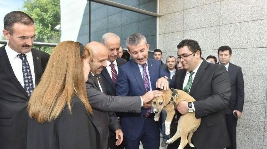 Ankara B&uuml;y&uuml;kşehir&rsquo;den, &rsquo;hayvanları Koruma G&uuml;n&uuml;&rsquo; Etkinliği