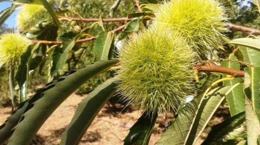 Kestanede Hasat Sezonu Başlıyor