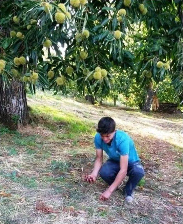 Kestanede Hasat Sezonu Başlıyor