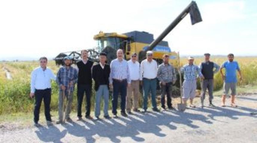 &Ccedil;ankırı&rsquo;da &Ccedil;eltik Hasadı Başladı