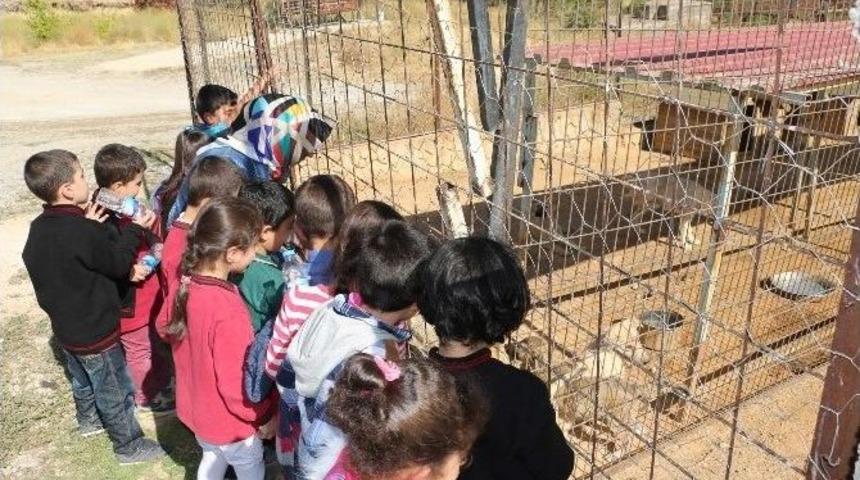 &Ouml;ğrencilere Hayvan Sevgisi Aşılanıyor
