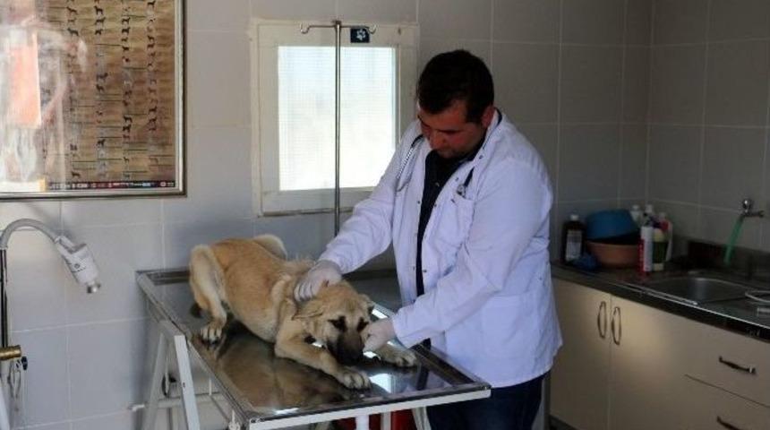 Sokak Hayvanlarına En G&uuml;zel Hediye