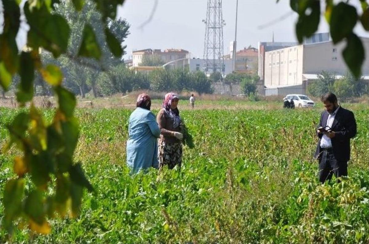 Ağa&ccedil; Altında Ceset Bulundu
