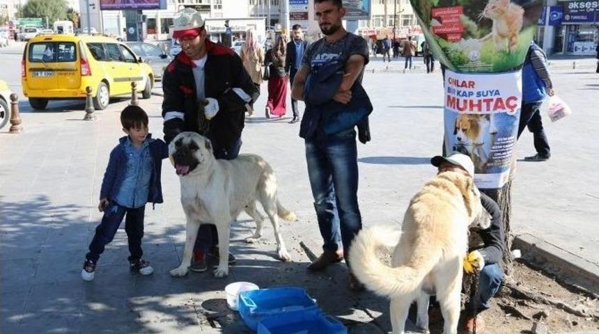Sivas&rsquo;ta Hayvanları Koruma G&uuml;n&uuml; Etkinliği