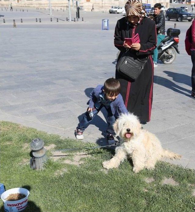 Sivas’ta Hayvanları Koruma Günü Etkinliği