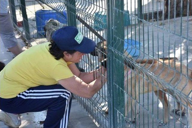 Didim&rsquo;de Hayvanseverler İle Sokak Hayvanları Buluştu 1