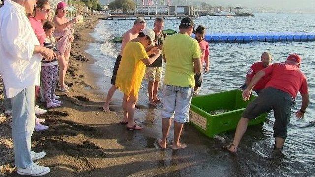 Deniz Kaplumbağasının İmdadına Akut Ekibi Yetişti