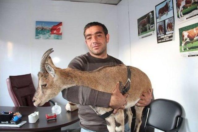 Erzurumlu Hayvanseverden &Ouml;rnek Davranış 1