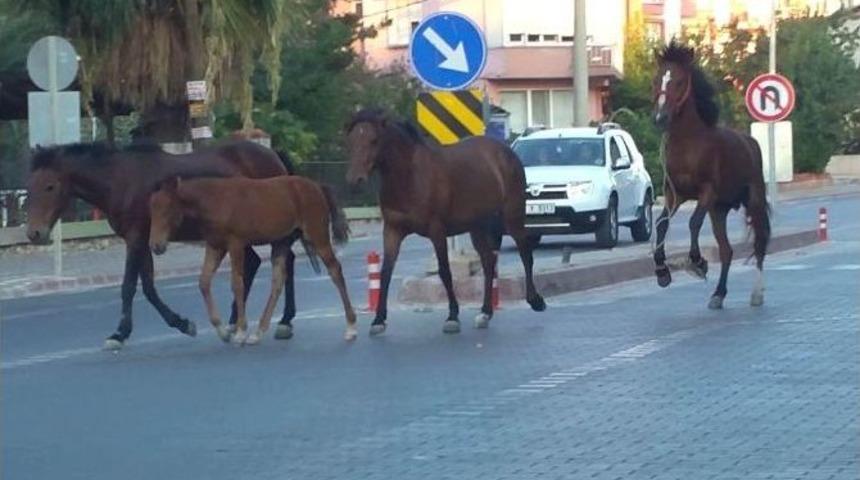 (&ouml;zel Haber) Atlar Trafikte Şahlanarak Gidiyor