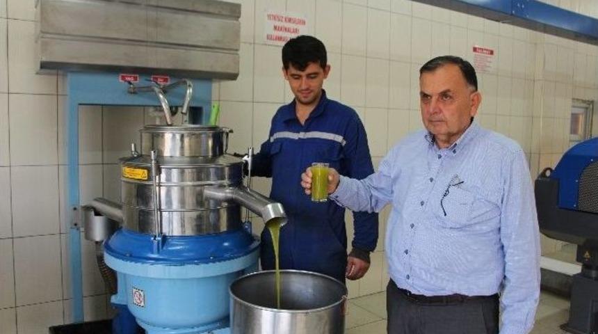 Sezonun İlk Zeytinleri Yağa D&ouml;n&uuml;şt&uuml;