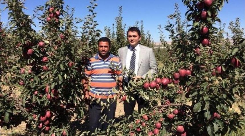 Ahlat Elması Reva&ccedil;ta