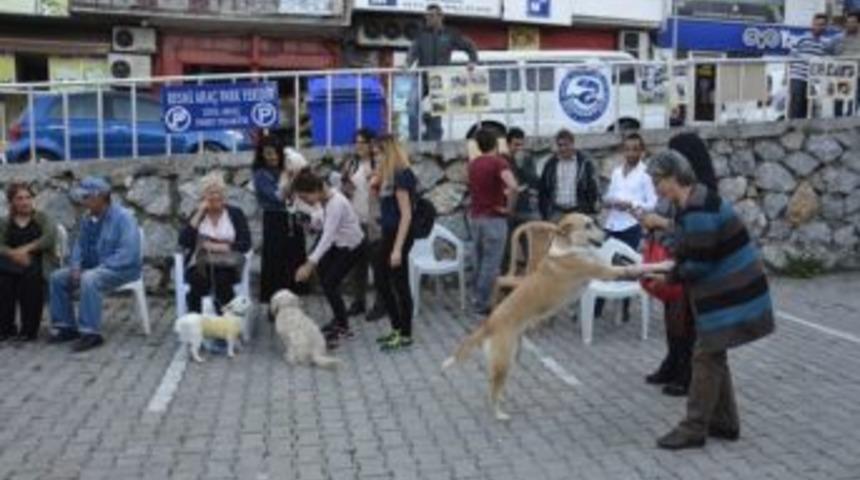 Hayvanları Koruma G&uuml;n&uuml;&rsquo;nde Hayvanlara Yapılan Şiddete Dikkat &Ccedil;ekildi