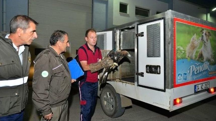 Yaralı Kartal, Hayvanları Koruma G&uuml;n&uuml;&rsquo;nde Pendik&rsquo;e Sığındı