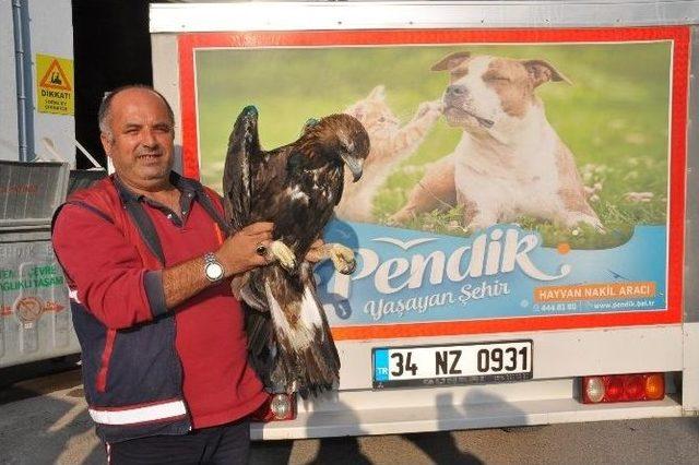 Yaralı Kartal, Hayvanları Koruma Günü’nde Pendik’e Sığındı