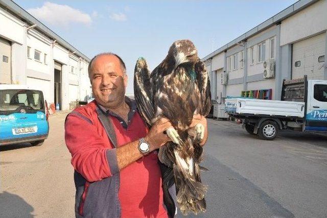 Yaralı Kartal, Hayvanları Koruma Günü’nde Pendik’e Sığındı