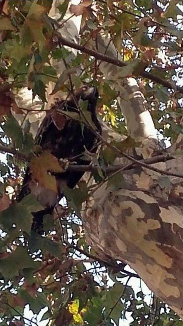 Yaralı Kartal, Hayvanları Koruma Günü’nde Pendik’e Sığındı