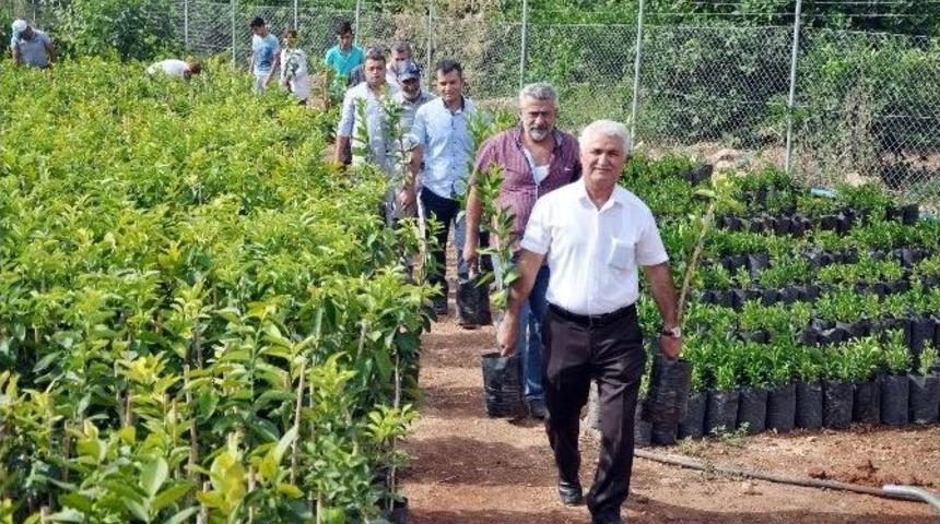 Erdemli Ziraat Odası Sertifikalı Fidan Satışlarına Başladı