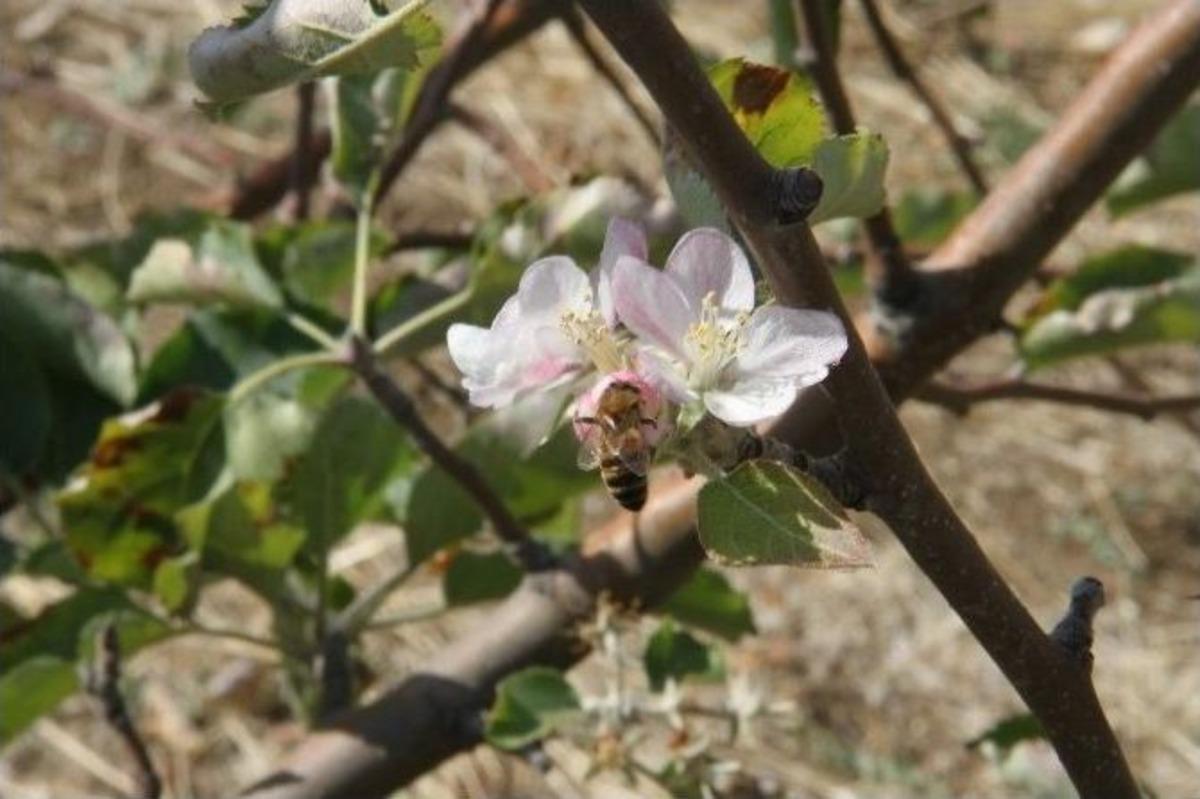 Yozgat&rsquo;ta Elma Ağa&ccedil;ları &Ccedil;i&ccedil;ek A&ccedil;tı