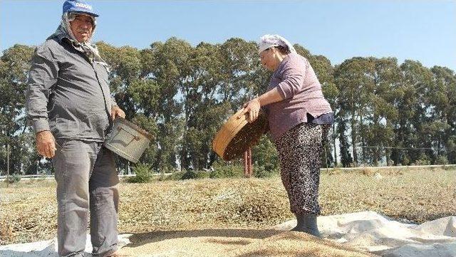 Muğla Susamına Japon İlgisi