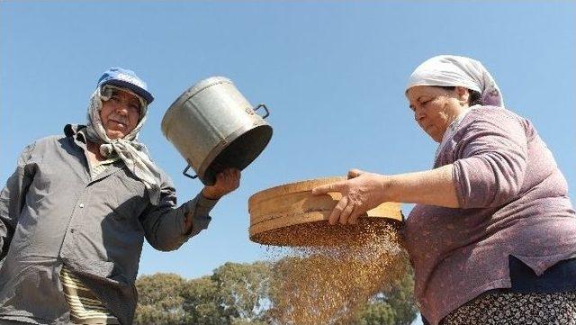 Muğla Susamına Japon İlgisi