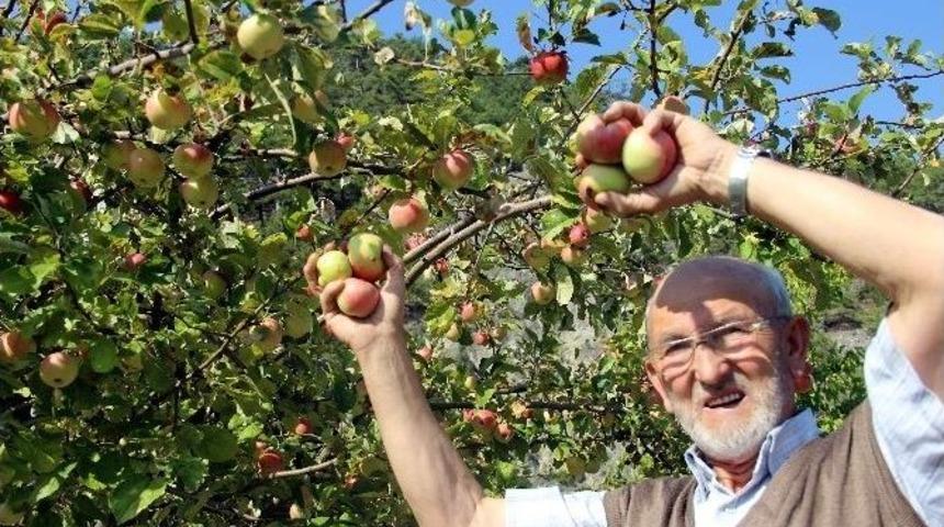 K&uuml;tahya&rsquo;da Elma Bereketi