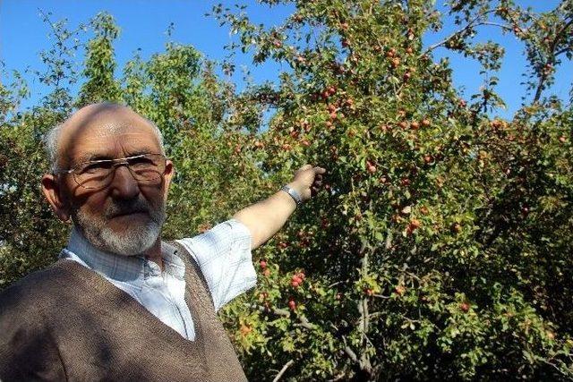 K&uuml;tahya&rsquo;da Elma Bereketi 1