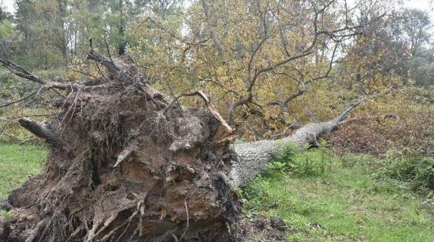 Sinop&rsquo;ta Ağa&ccedil;lar Devrildi