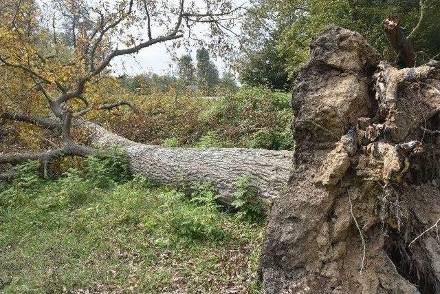 Sinop’ta Ağaçlar Devrildi 1