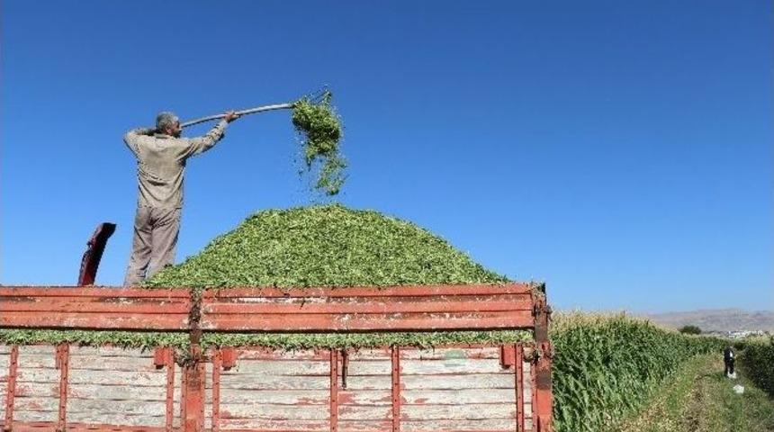 Elazığ&rsquo;da Silajlık Mısır Hasadı Başladı