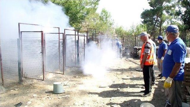 Antalya Büyükşehir’den, ’hayvanları Koruma Günü’ Etkinliği 2