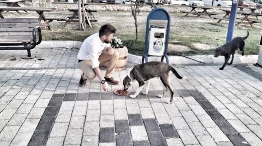 &Uuml;niversite &Ouml;ğrencileri Sokak Hayvanlarını Besledi