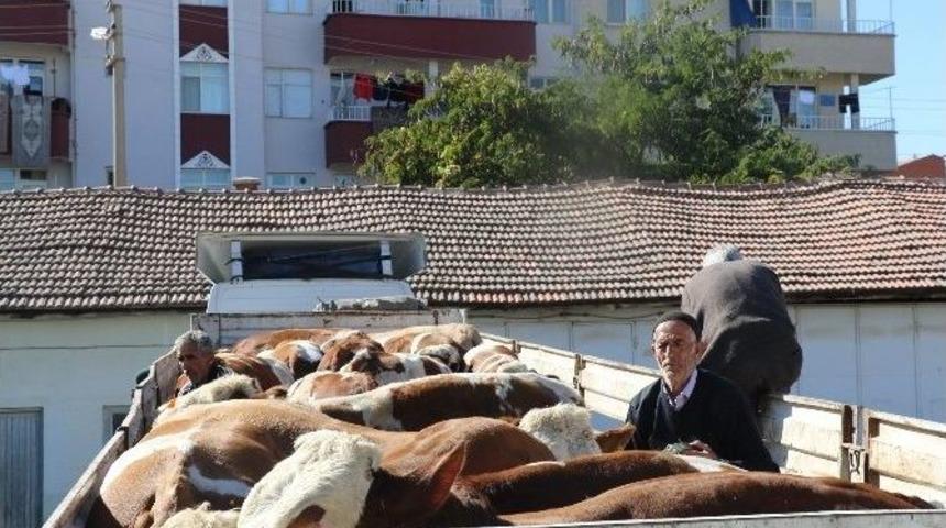 Elazığ&rsquo;da Damızlık Boğa Dağıtımı Yapıldı