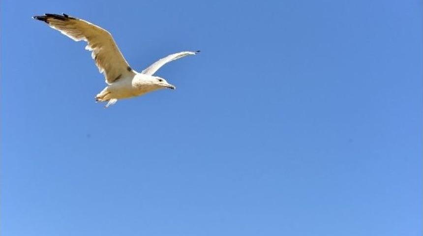 Tedavisi Tamamlanan 13 Leylek Doğaya Bırakıldı