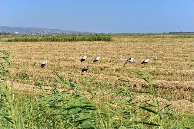 Tedavisi Tamamlanan 13 Leylek Doğaya Bırakıldı