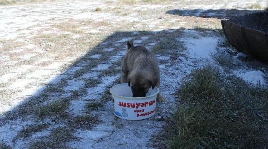 Ardahan&rsquo;da 4 Ekim D&uuml;nya Hayvanları Koruma G&uuml;n&uuml; Kutlandı
