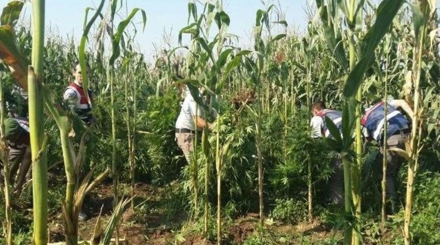 Mısır Tarlasından Esrar &Ccedil;ıktı