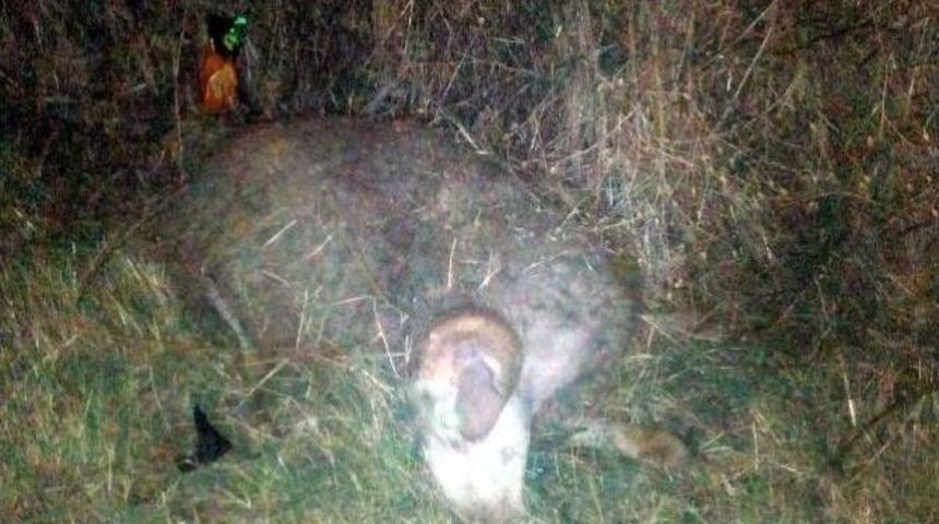 Hayrabolu&rsquo;da Cip Koyun S&uuml;r&uuml;s&uuml;ne &Ccedil;arptı : 1 Kişi &Ouml;ld&uuml;, 7 Koyun Telef Oldu