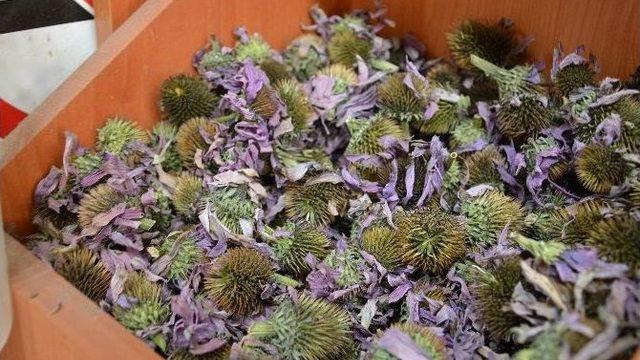 Soğuk Algınlığının Çaresi Ekinezya