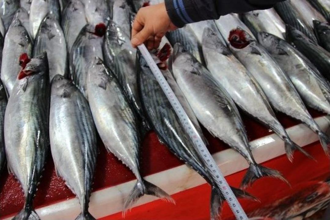 Palamutta Tehlike &Ccedil;anları...(&ouml;zel Haber)