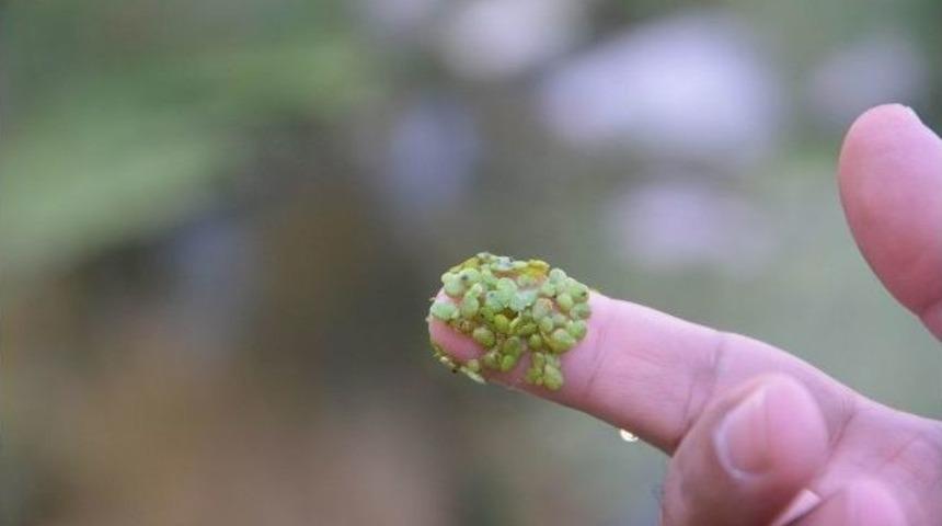 (&ouml;zel Haber) En K&uuml;&ccedil;&uuml;k Bitki &rsquo;temizlik Hastası&rsquo; &Ccedil;ıktı