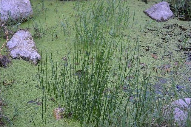 (&ouml;zel Haber) En K&uuml;&ccedil;&uuml;k Bitki &rsquo;temizlik Hastası&rsquo; &Ccedil;ıktı 1