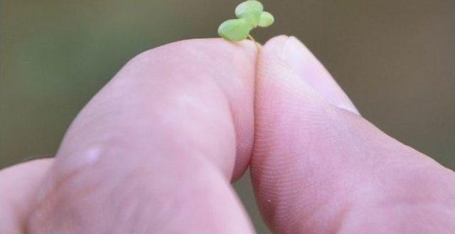 (&ouml;zel Haber) En K&uuml;&ccedil;&uuml;k Bitki &rsquo;temizlik Hastası&rsquo; &Ccedil;ıktı 2