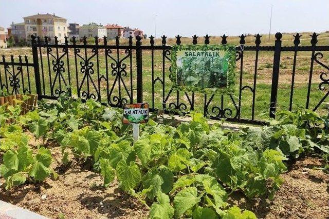 Büyükçekmece’nin İzcileri “engel” Tanımıyor 2