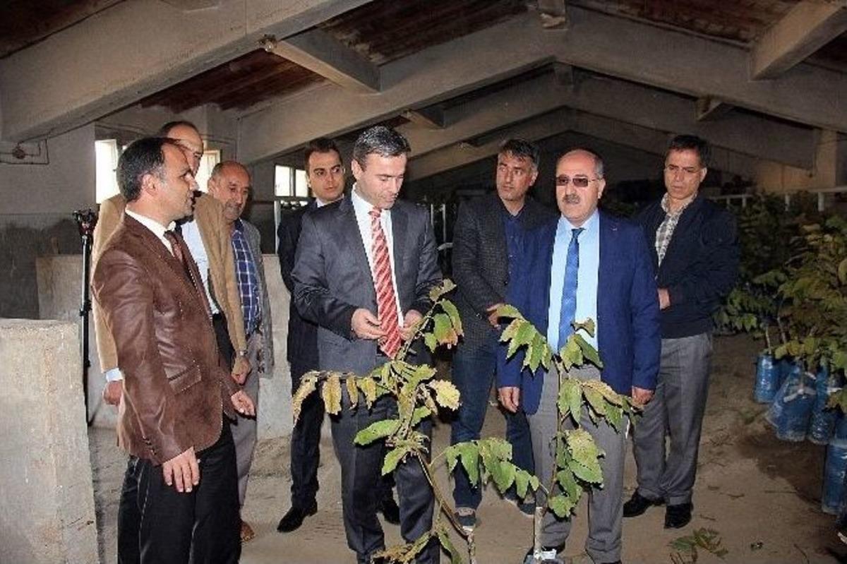 &Ccedil;ift&ccedil;ilere Ceviz Fidanı Dağıtıldı
